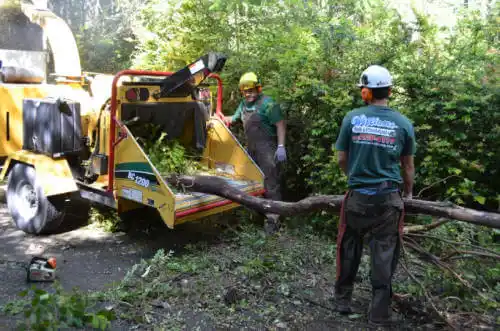 tree services Winter Park